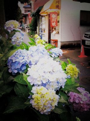 今川焼屋と紫陽花